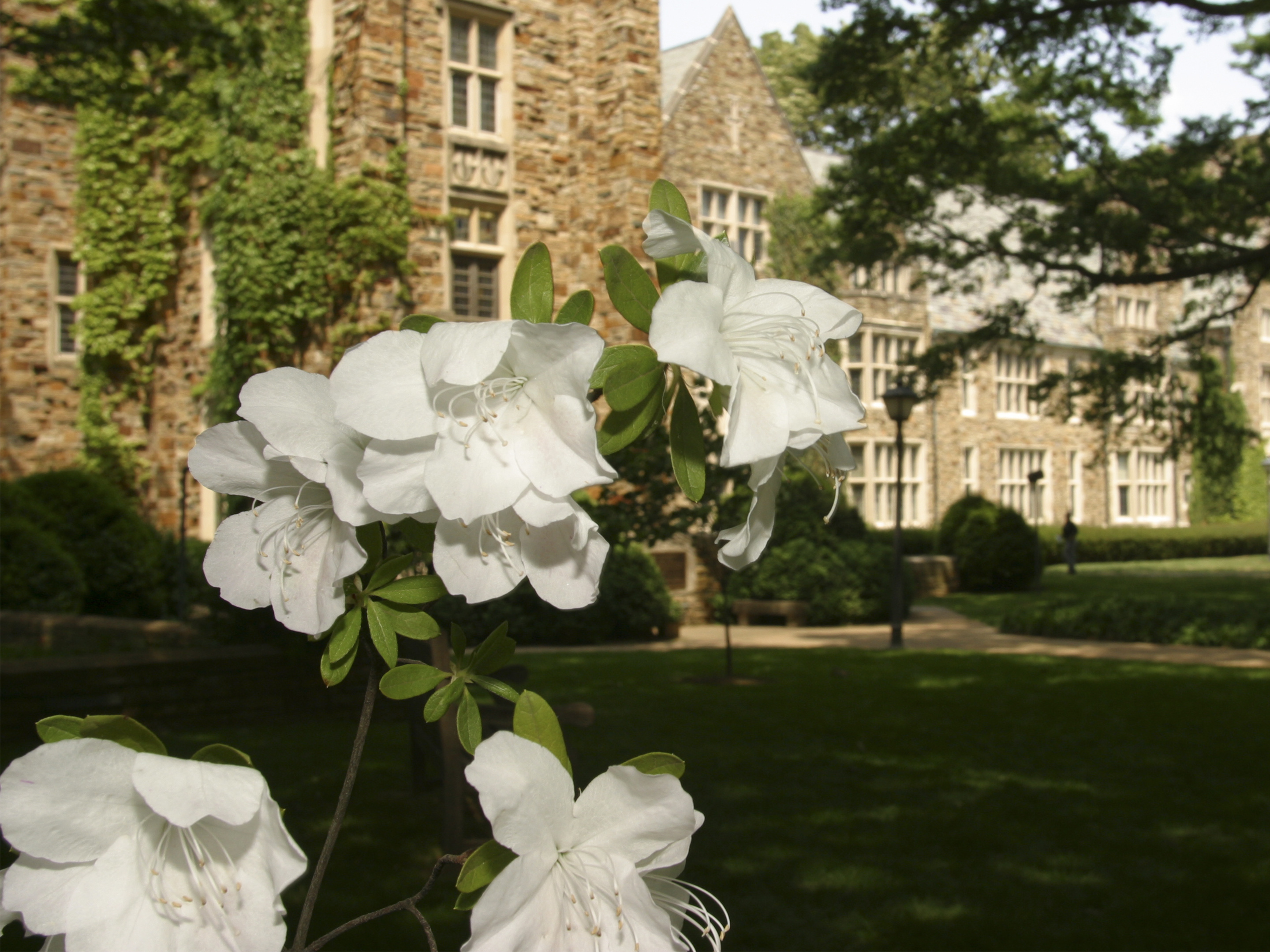 Flowers bloom on a tree in front of a Rhodes building 