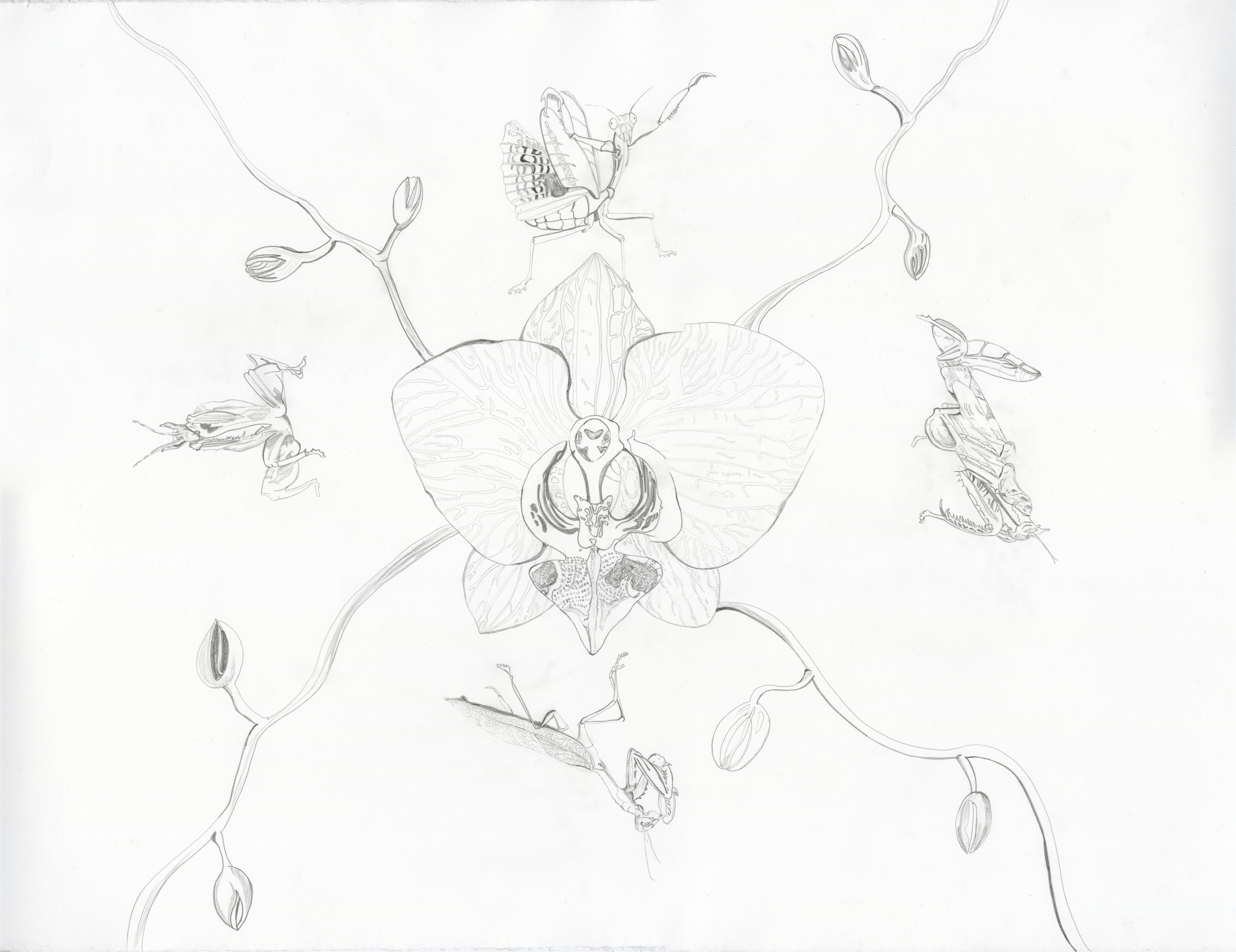 A drawing of insects and a flower